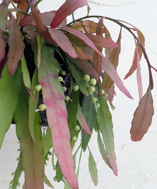 リプサリス:レッドコーラル5号吊鉢植え