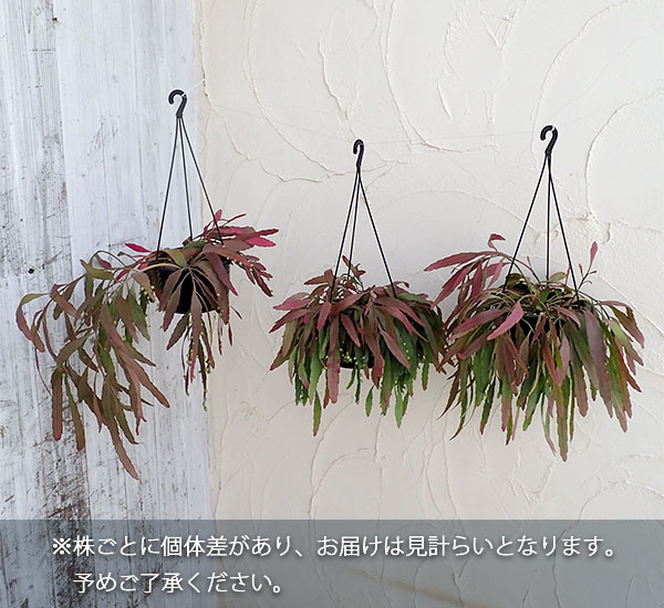 リプサリス:レッドコーラル5号吊鉢植え
