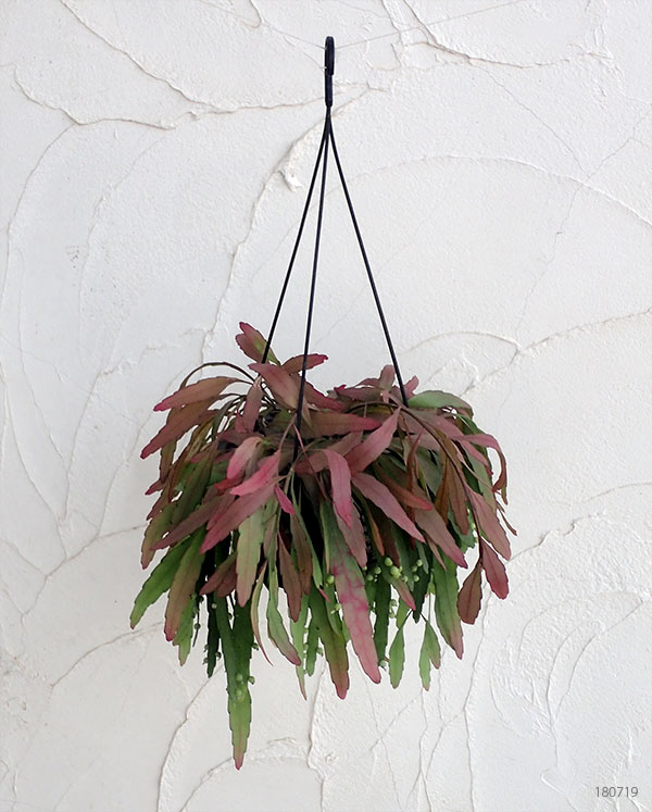 リプサリス:レッドコーラル5号吊鉢植え