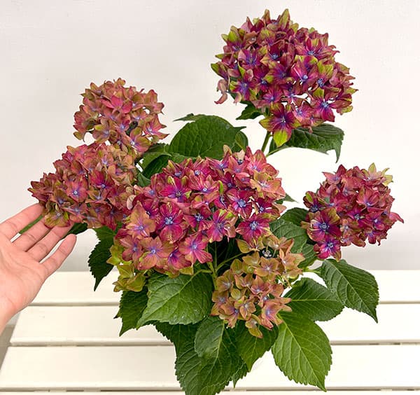 園芸ネット本店｜アジサイ：シュロスバッカーバルト5号鉢植え の通販