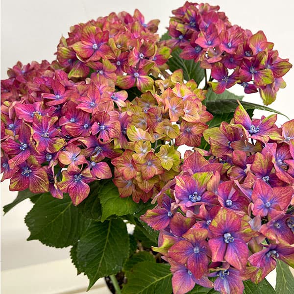 園芸ネット本店｜アジサイ：シュロスバッカーバルト5号鉢植え の通販