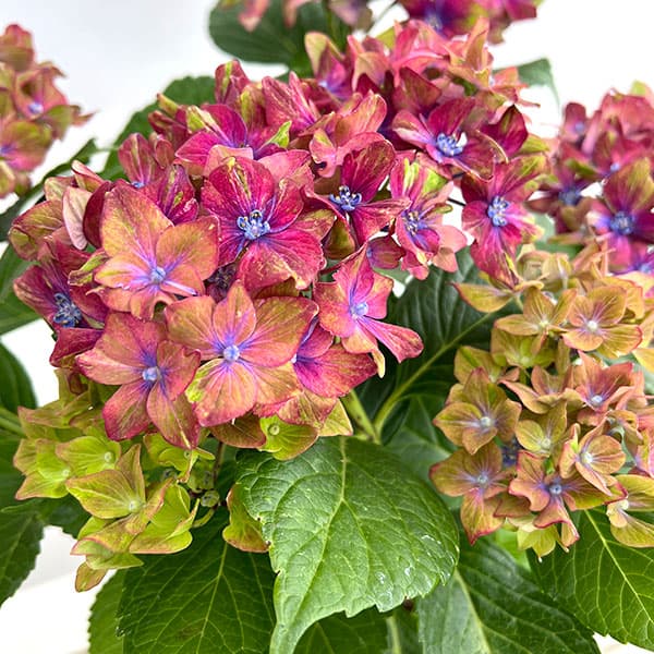アジサイ：シュロスバッカーバルト5号鉢植え