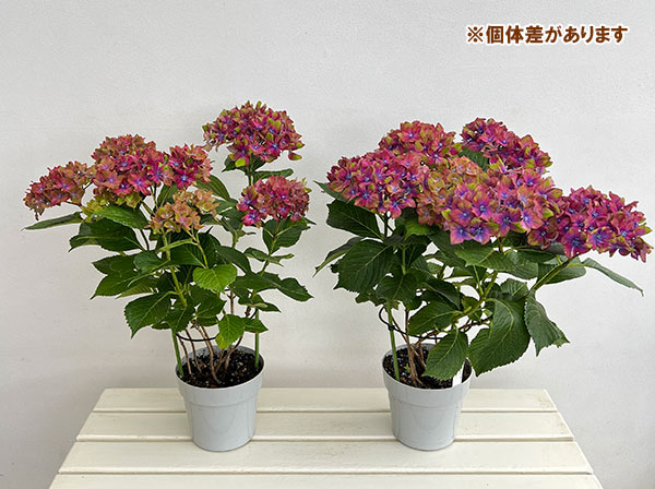 アジサイ：シュロスバッカーバルト5号鉢植え