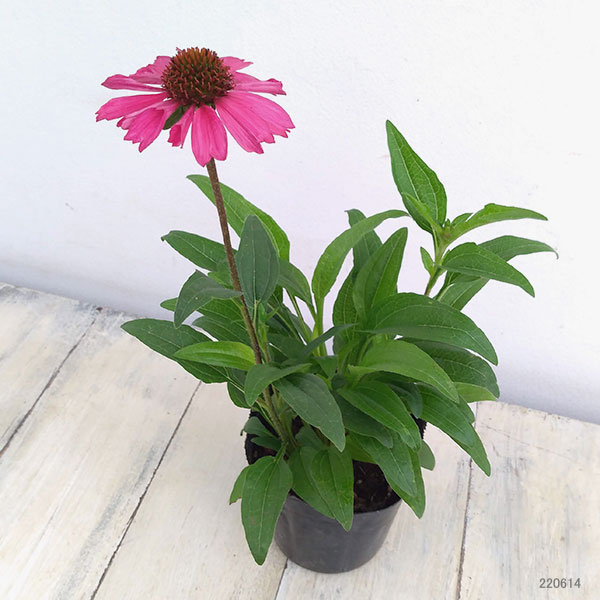 エキナセア:センセーションピンク3号ポット