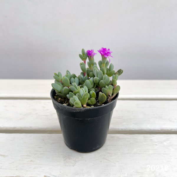 ヘキギョレン2.5号ポット