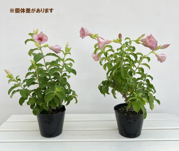 アラマンダ：ビオラセア（パープルピンク）4.5号鉢植え