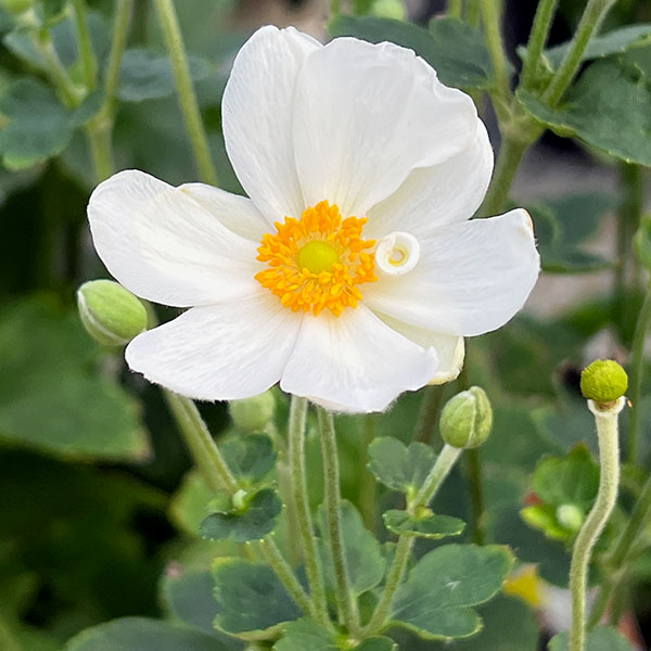 シュウメイギク(秋明菊):白花八重5号鉢植え