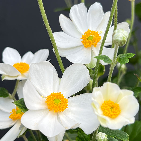 シュウメイギク(秋明菊):白花八重5号鉢植え