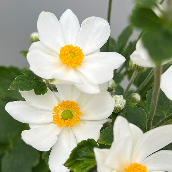 シュウメイギク(秋明菊):白花八重5号鉢植え