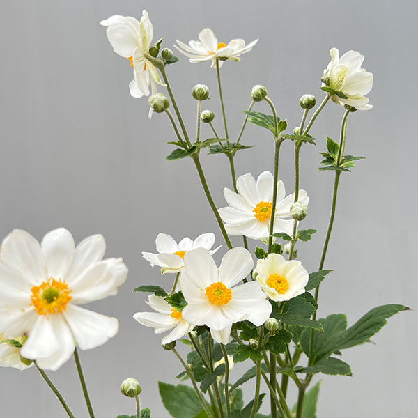 シュウメイギク(秋明菊):白花八重5号鉢植え