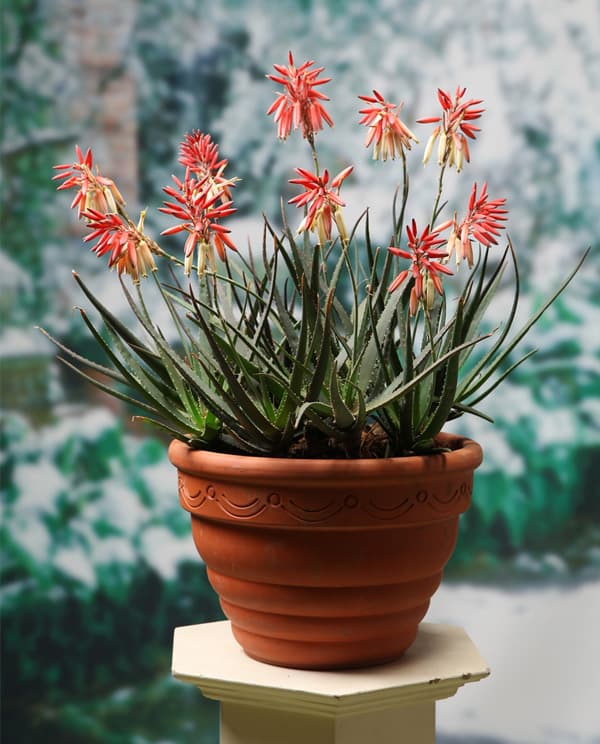 アロエ:サファリサンライズ5号ポット