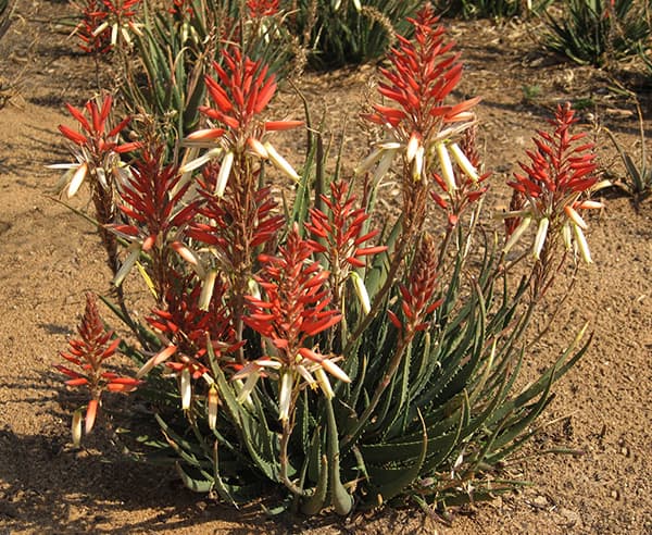 アロエ:サファリサンライズ5号ポット