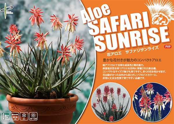 アロエ:サファリサンライズ5号ポット