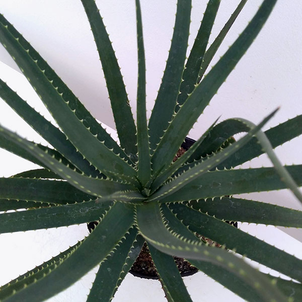 アロエ:サファリサンライズ5号ポット