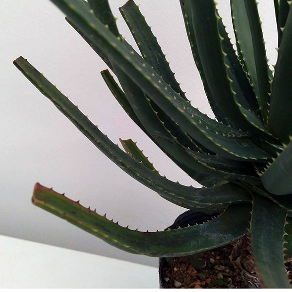 アロエ:サファリサンライズ5号ポット