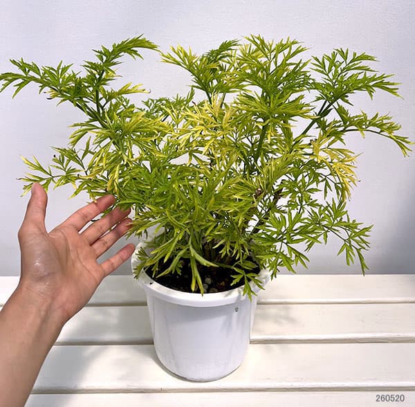 西洋ニワトコ(サンブカス):ゴールデンタワー6号鉢植え