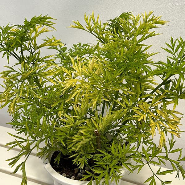 西洋ニワトコ(サンブカス):ゴールデンタワー6号鉢植え