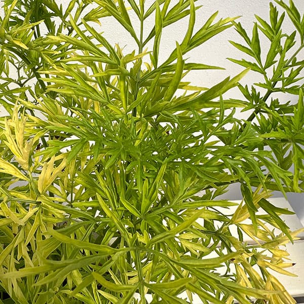 西洋ニワトコ(サンブカス):ゴールデンタワー6号鉢植え