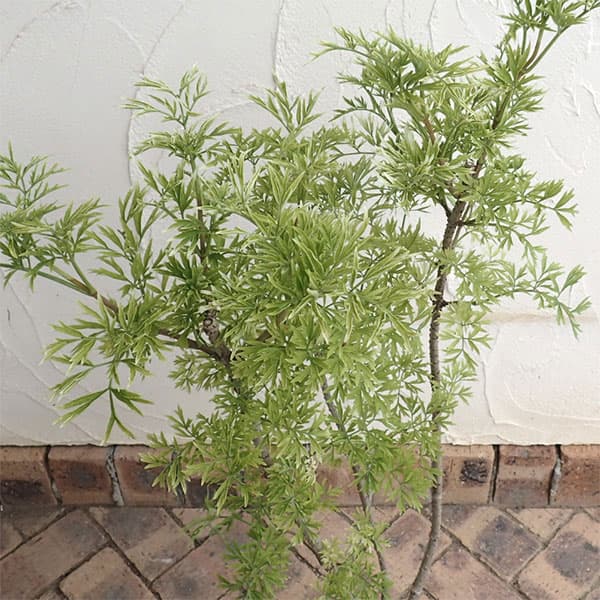 西洋ニワトコ(サンブカス):ゴールデンタワー6号鉢植え