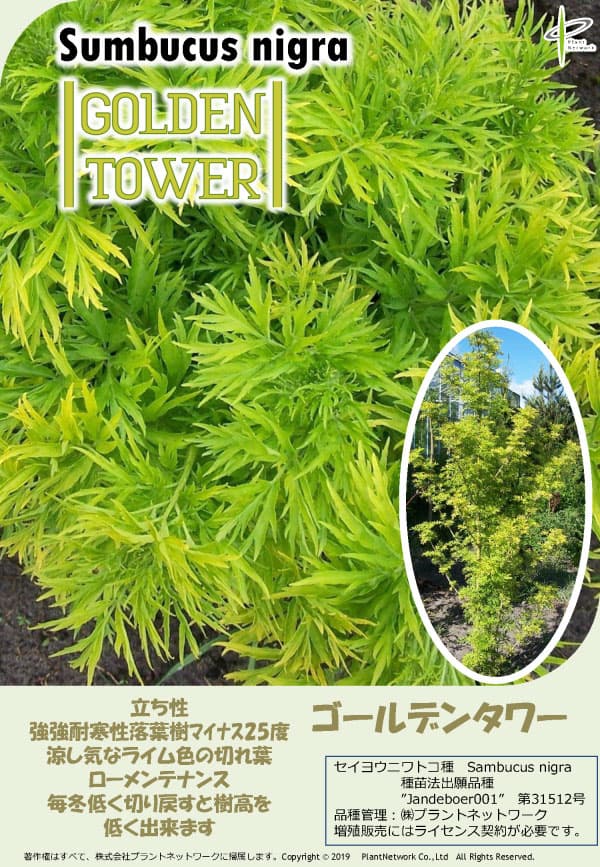 西洋ニワトコ(サンブカス):ゴールデンタワー6号鉢植え