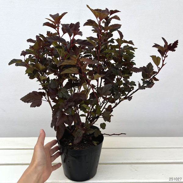 テマリシモツケ:リトルエンジェル5号ポット