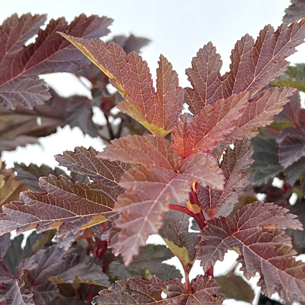 テマリシモツケ:リトルエンジェル5号ポット