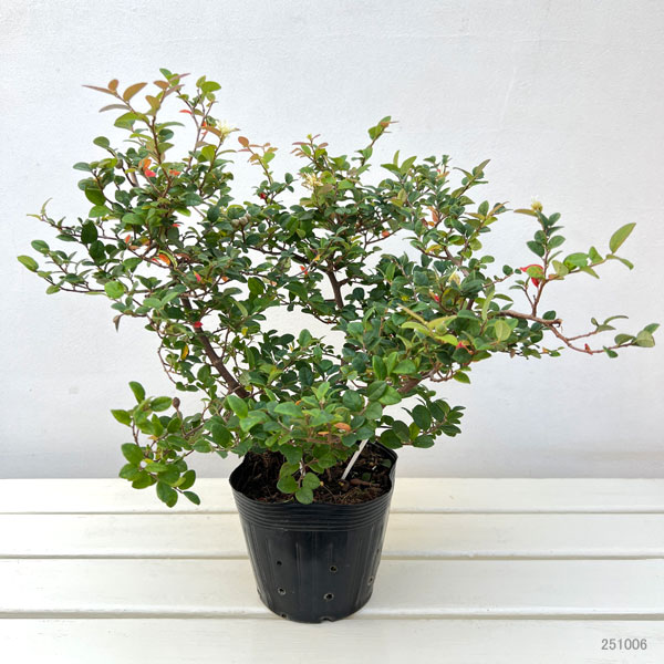 トキワマンサク：コンパクタ5号ポット