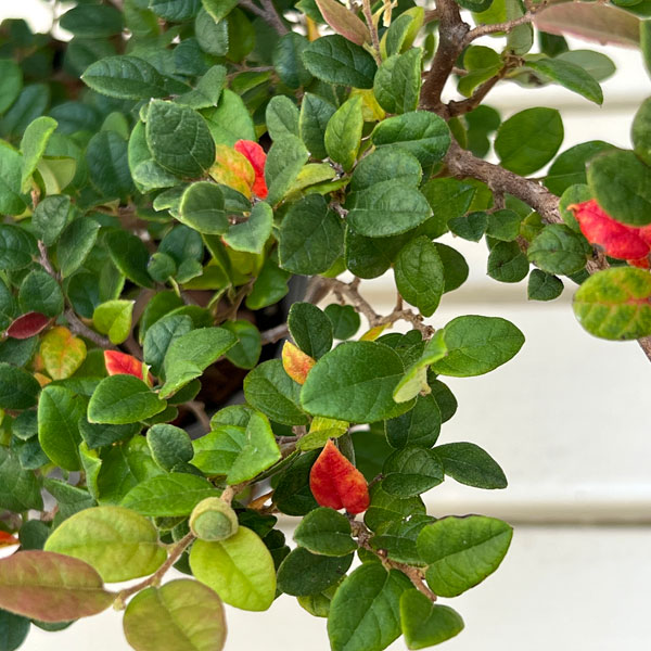 トキワマンサク：コンパクタ5号ポット