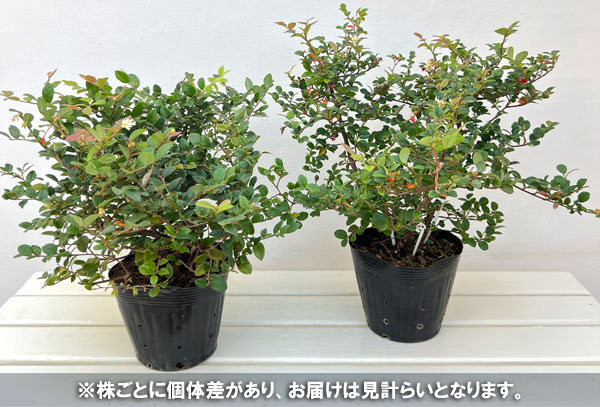 トキワマンサク：コンパクタ5号ポット