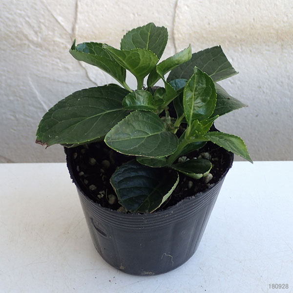 アジサイ：ダンスパーティー ハッピー3-3.5号ポット