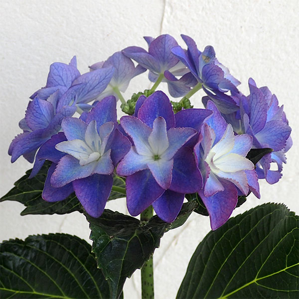 アジサイ：ダンスパーティー ハッピー3-3.5号ポット