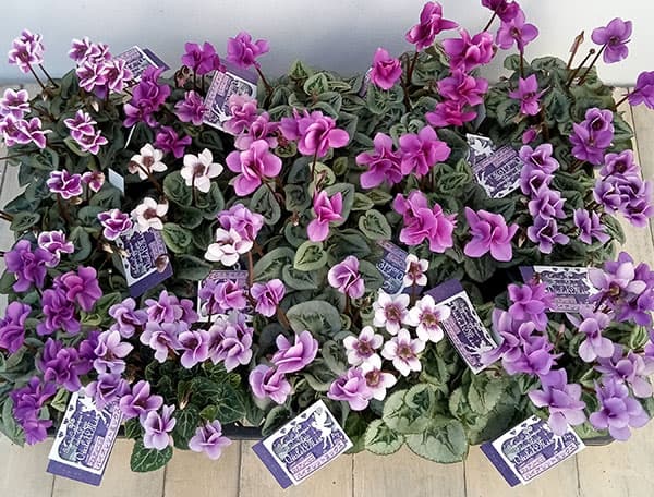 園芸ネット本店｜シクラメン：フェアリーピコ・バイオレットミックス3