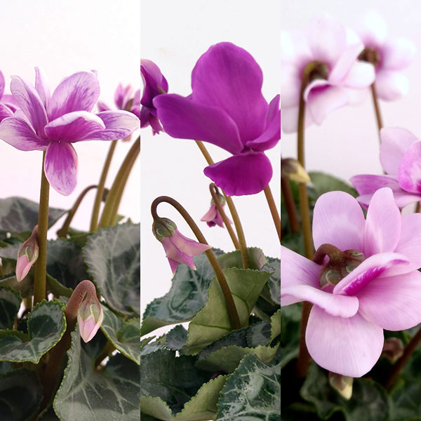 園芸ネット本店｜シクラメン：フェアリーピコ・バイオレットミックス3