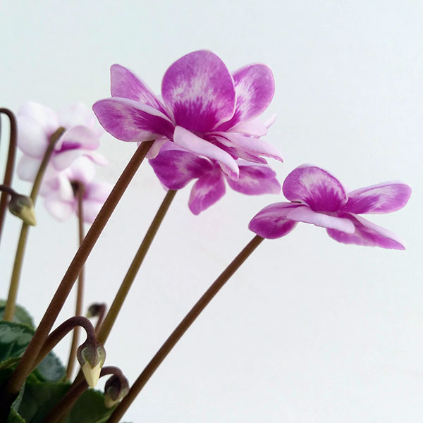 園芸ネット本店｜シクラメン：フェアリーピコ・バイオレットミックス3