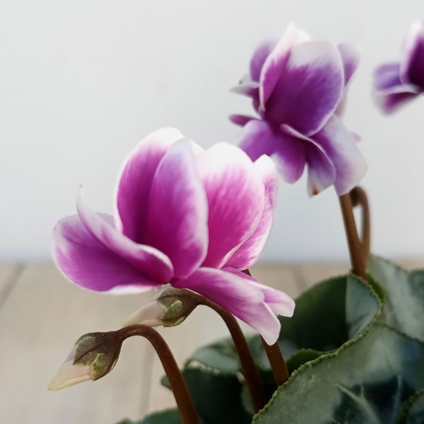 シクラメン：フェアリーピコ・バイオレットミックス3号ロングポット の