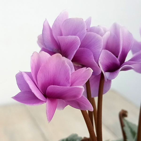 シクラメン　フェアリーピコ　３寸ポット苗 専用です。 シクラメン フェアリーピコ 3寸ポット | 橋本種苗園