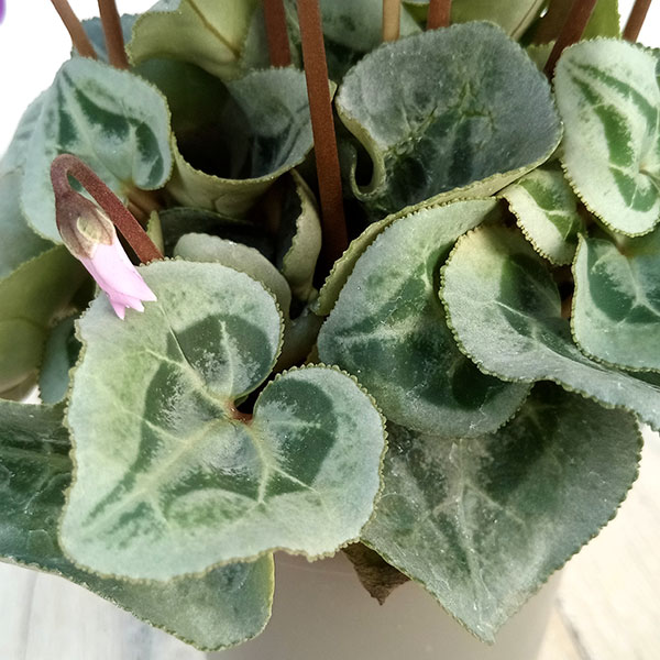 園芸ネット本店｜シクラメン：フェアリーピコ・バイオレットミックス3