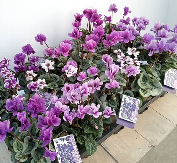 園芸ネット本店｜シクラメン：フェアリーピコ・バイオレットミックス3