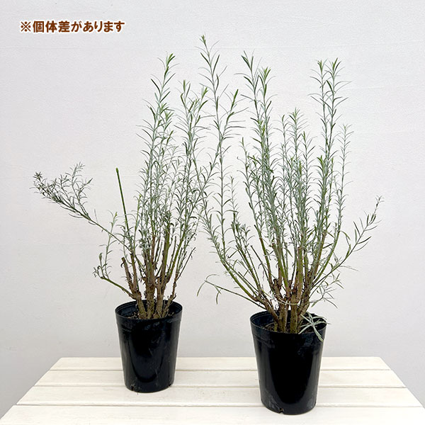 （わけあり特価）ゴムフォスティグマ6号ポット