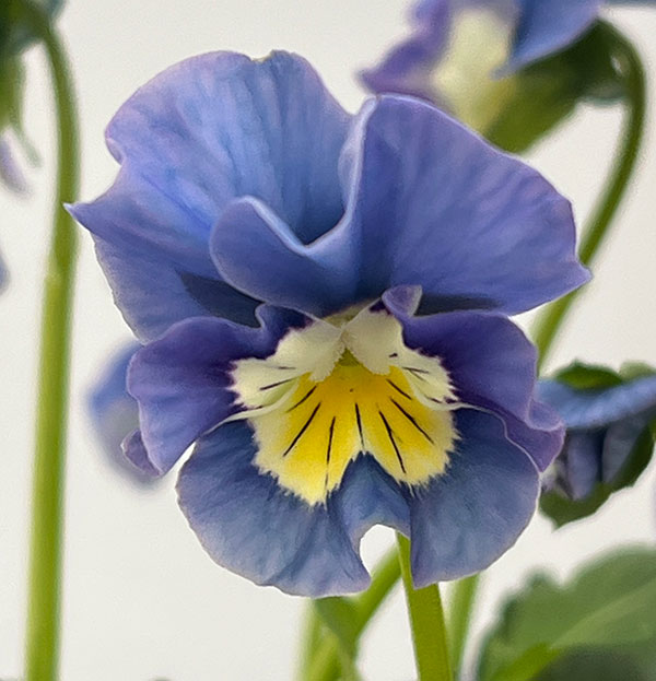 ビオラ：フリフリビオラ　ビオーレ！3号ポット 12株セット