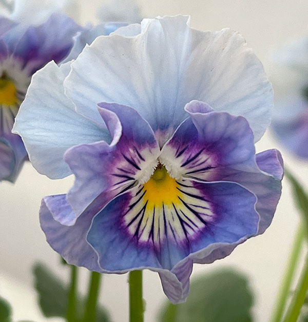 ビオラ：フリフリビオラ　ビオーレ！3号ポット 12株セット