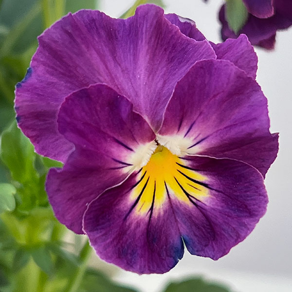 ビオラ：フリフリビオラ　ビオーレ！3号ポット 12株セット