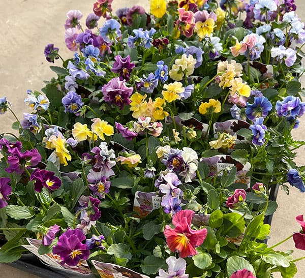 ビオラ：フリフリビオラ　ビオーレ！3号ポット 12株セット