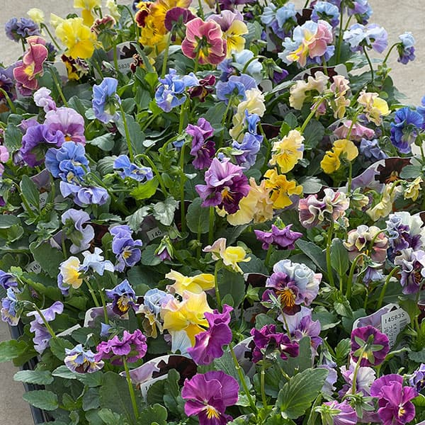 ビオラ：フリフリビオラ　ビオーレ！3号ポット 12株セット