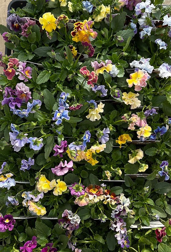 ビオラ：フリフリビオラ　ビオーレ！3号ポット 12株セット