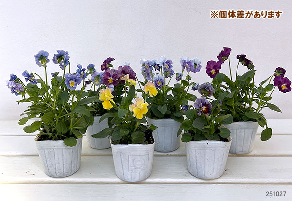 ビオラ：フリフリビオラ　ビオーレ！3号ポット 12株セット
