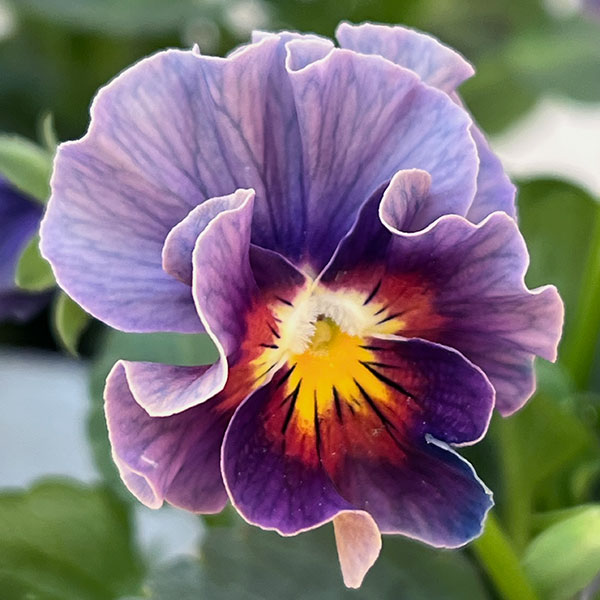 ビオラ：フリフリビオラ　ビオーレ！3号ポット 12株セット