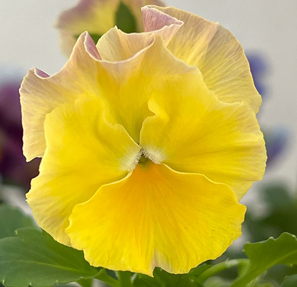 ビオラ：フリフリビオラ　ビオーレ！3号ポット 12株セット