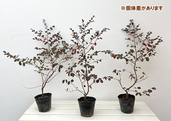 トキワマンサク:黒美人4号ポット