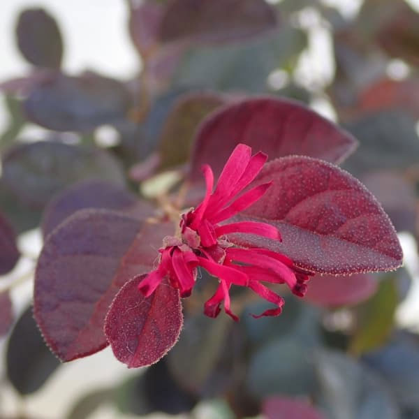 トキワマンサク：黒美人4号ポット